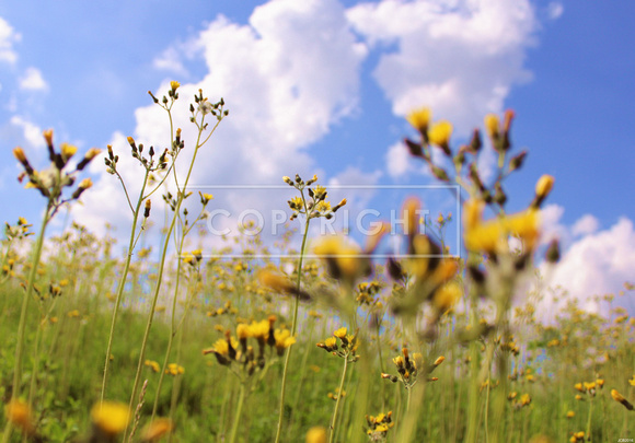 Yellow Wild Flowers