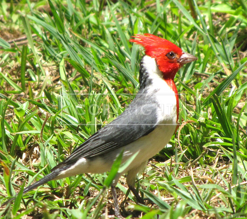 Kauai Cardinal