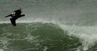 Pelican Surfing