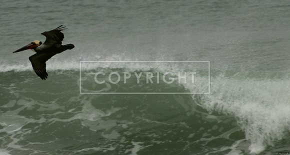 Pelican Surfing