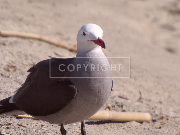 Chubby Seagull